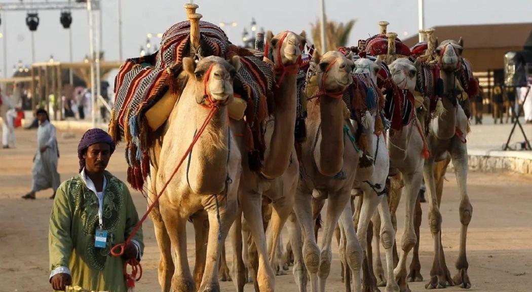 Arab Saudi Bakal Dirikan Kota Protein Hewani