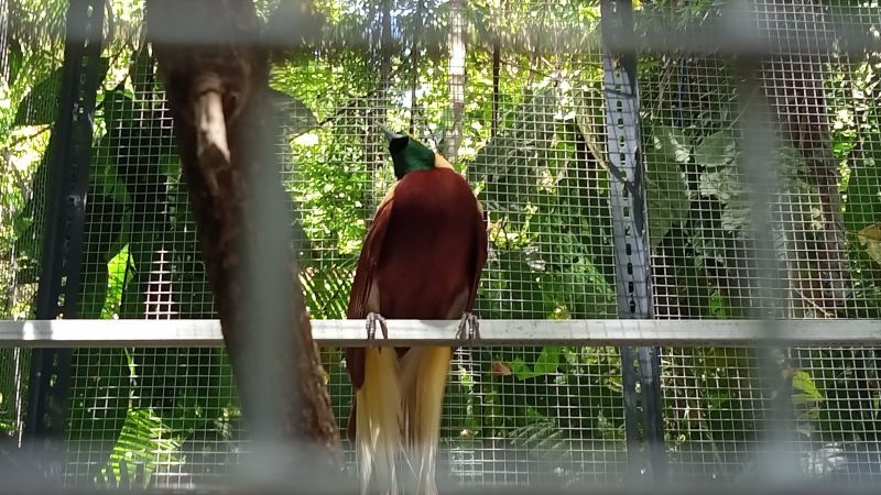 11 Burung Cenderawasih Dilepasliarkan di Taman Wisata Alam Sorong