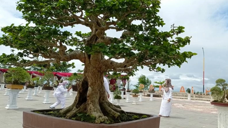 300 Pohon Bonsai Dipajang di Pantai Padang, Ada yang Harganya Rp250 Juta