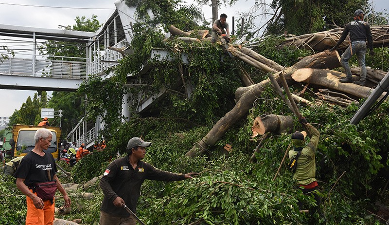 Antisipasi Cuaca Ekstrem, Pemkot Jaksel Pangkas 10 Pohon di Kebayoran Baru