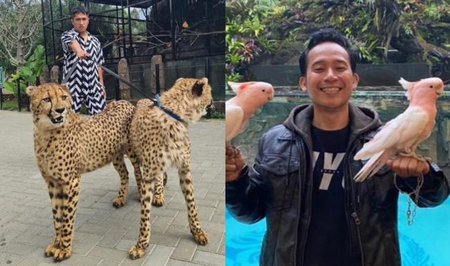 5 Artis Pelihara Hewan Buas, Nomor 4 Jinak dengan Harimau