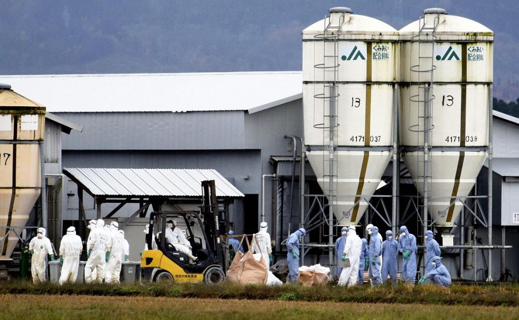 Jepang Konfirmasi Kasus Flu Burung, 143.000 Ayam Petelur Dimusnahkan