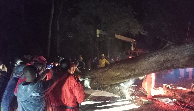 Pohon Tumbang Tutup Jalan di Majalengka, Lalu Lintas Terputus
