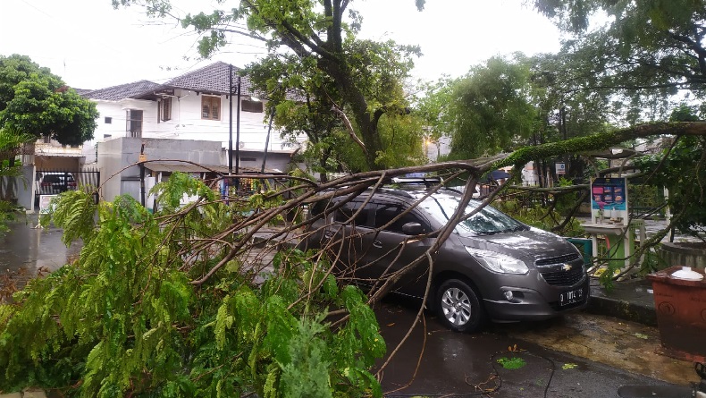 Diterpa Hujan Deras Disertai Angin Kencang, 3 Pohon Tumbang Timpa Mobil di Bandung