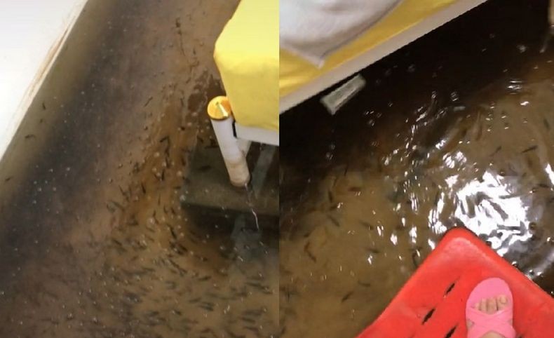 Video Viral, Kamar Perempuan Ini Seketika Berubah Jadi Akuarium Penuh Ikan akibat Banjir