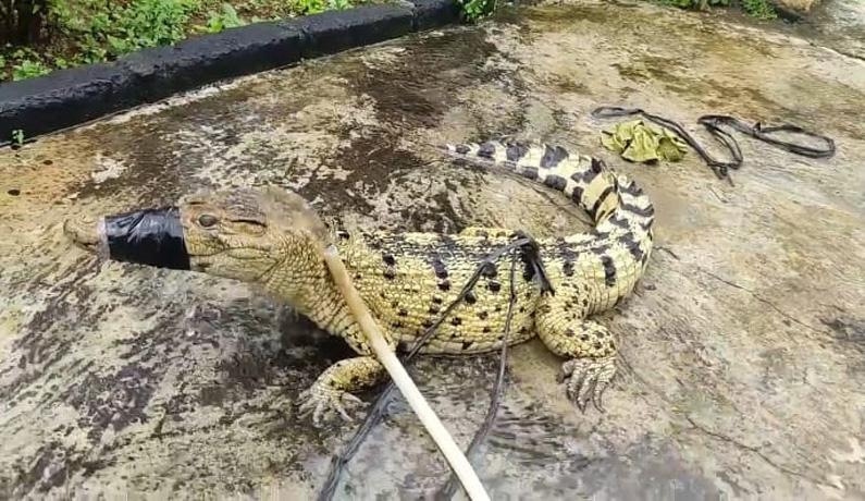 Jepara Gempar, Buaya Muara Berkeliaran di Kebun Warga Desa Bawu Batealit