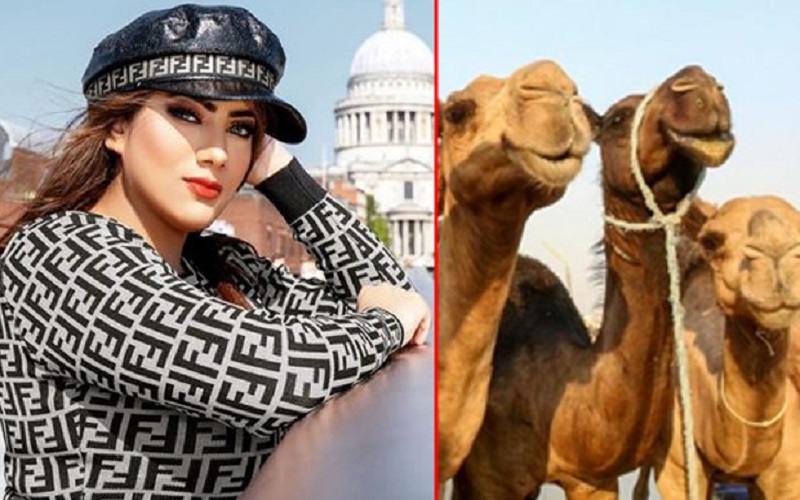  Gadis Cantik Ini Tolak Mahar 200 Ekor Unta, Bingung Mau Ditaruh di Mana