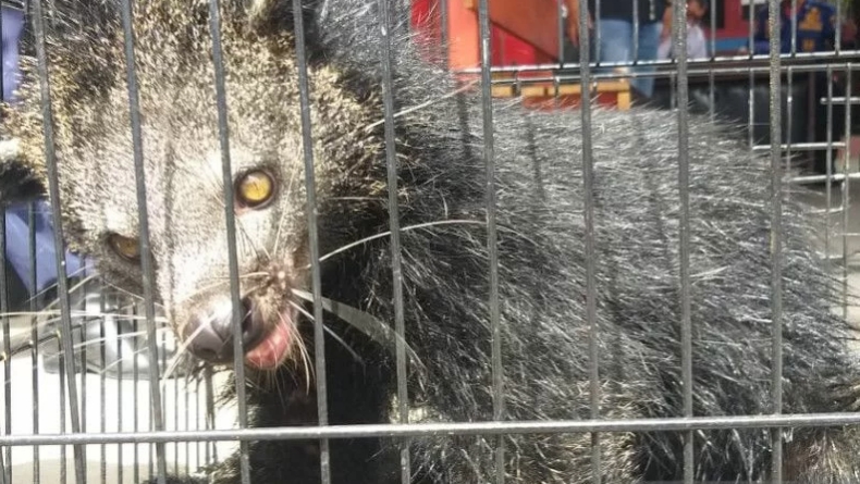 Binturong Masuk Kamar Mandi Warga, Damkar Payakumbuh Turun Tangan