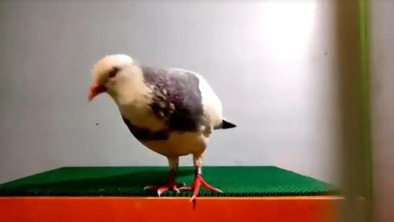  Luar Biasa, Burung Merpati Bernama Rampok Ini Harganya Rp2 Miliar 