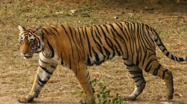 Banyumas Heboh, Muncul Hewan Diduga Harimau di Dekat Perkampungan 