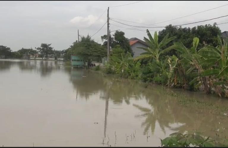 Derita Petani di Tegal saat Puluhan Hektare Lahan Pertanian Terendam Banjir 