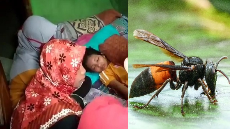 Tawon Vespa Menyerang Bocah Perempuan di Pangandaran
