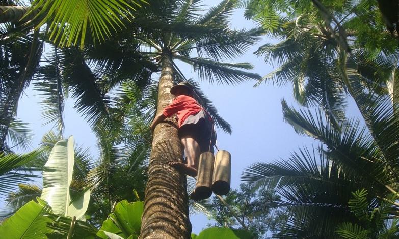  Ahli Waris Penderes Kelapa di Kulonprogo Terima Santunan Rp70 Juta