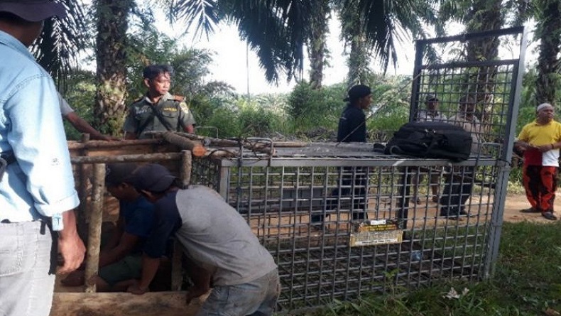 2 Kandang Jebakan Kosong, Harimau di Agam Masih Berkeliaran