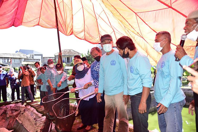 Petani Ikan di Sleman Sukses Budi Daya Ikan Patin