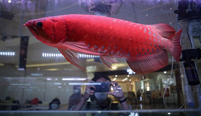 Punya Daya Saing Tinggi, Ikan Hias Asli Indonesia Diminati Pasar Internasional 