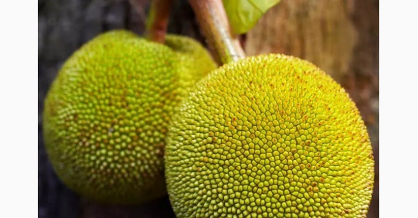 Mengolah Sukun Menjadi Masakan, Ternyata Bagus untuk Kulit dan Pencernaan