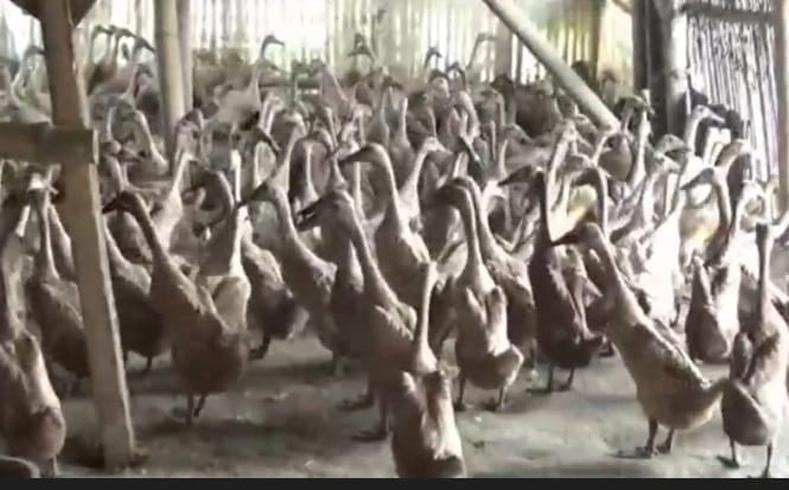 Produksi Telur Itik Turun Drastis akibat Musim Hujan, Peternak Pantura Tegal Merugi 