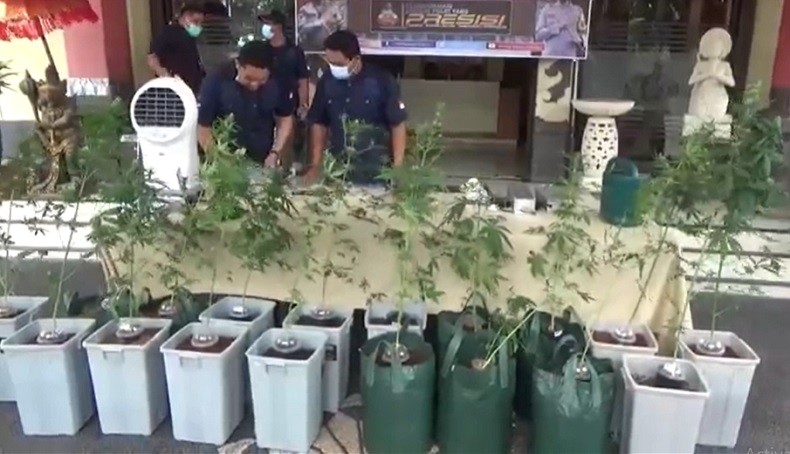 Ganja Hidroponik Siap Panen Ditemukan di Kamar Mandi, Pemiliknya WNA Spanyol