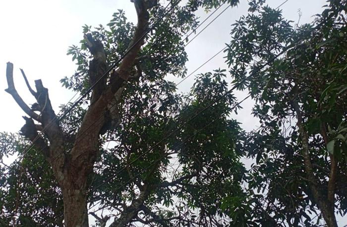 Tragis, Warga Gunungkidul Tewas Jatuh dari Pohon Mangga