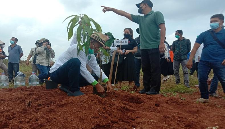 Jutaan Pohon Mangga Ditanam di Jalupang Subang, saat Berbuah Bisa Dinikmati Gratis