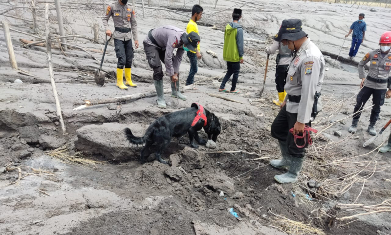  Anjing Pelacak Polri Temukan 13 Jenazah Korban Letusan Semeru 