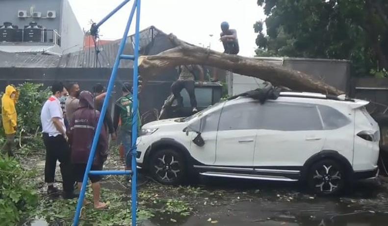 Hujan Deras dan  Angin Kencang Terjang Surabaya, Pohon Tumbang Timpa 2 Mobil