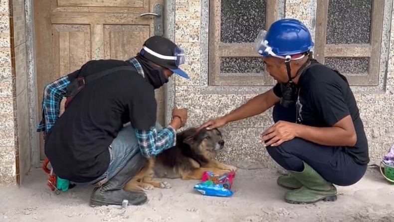  Anjing Ini Setia Tunggui Tuannya yang Meninggal akibat Letusan Semeru 