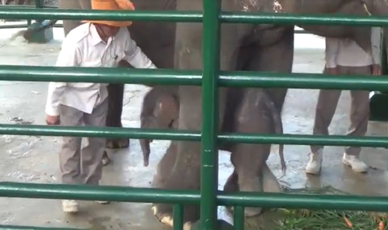   Anak Gajah di KBS Mendadak Mati, Ada Penyebabnya? 