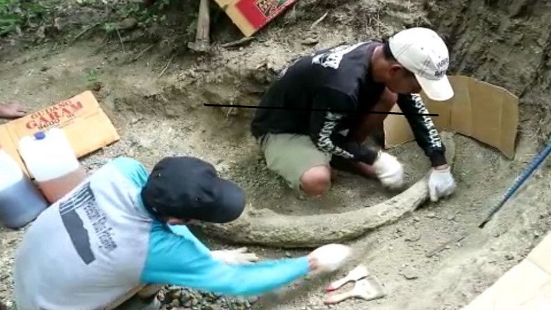 Fosil Gading Gajah Ditemukan di Situs Patiayam Kudus