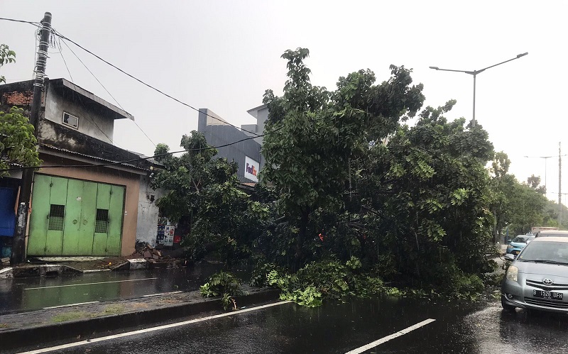 Tiga Pohon Tumbang di Kebon Jeruk akibat Hujan Deras, Lalu Lintas Terputus