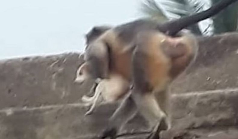 Bantai 250 Anjing dengan Dilempar dari Bangunan Tinggi, Kawanan Monyet Ditangkap