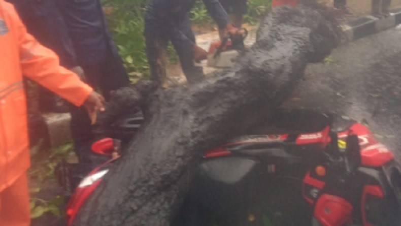 Tragis, Pasutri di Palabuhanratu Sukabumi Tertimpa Pohon Mahoni, Suami Tewas