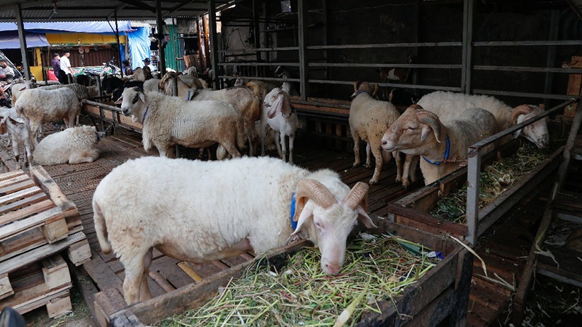 Hadits tentang Qurban dan Keutamaannya, Simak Yuk!