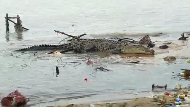 Gawat! Buaya Sepanjang 4 Meter Kembali Teror Warga Pesisir Toboali