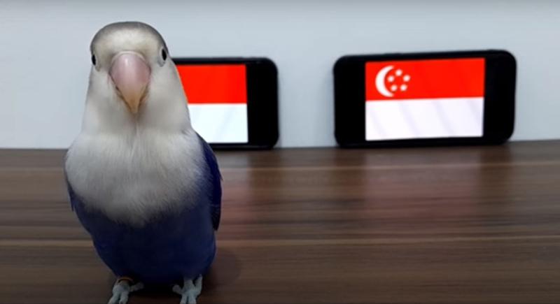 Burung Loverbird Ini Prediksi Indonesia Libas Singapura dan ke Final Piala AFF 2020