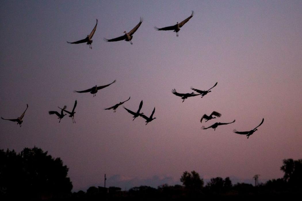 Wabah Flu Burung Hantam Israel, 2.000 Bangau Liar Mati Mendadak