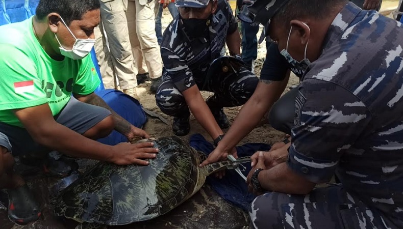 32 Ekor Penyu Hijau Diduga akan Dikonsumsi untuk Pesta Tahun Baru di Bali