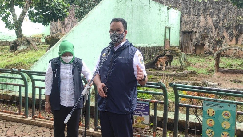 Datangi Taman Margasatwa Ragunan, Anies Pastikan Dua Harimau Sembuh dari Covid-19