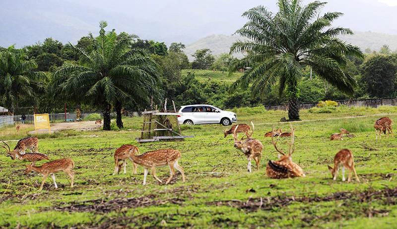 Berawal dari Pemain Akrobat Keliling, Jansen Manangsang Sukses Pimpin Taman Safari Indonesia