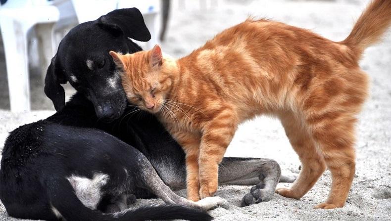 400 Anjing dan Kucing Mati akibat Kembang Api Tahun Baru 2022