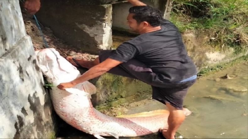 Ikan Raksasa yang Ditemukan Warga Lhokseumawe Diduga Ikan Arapaima