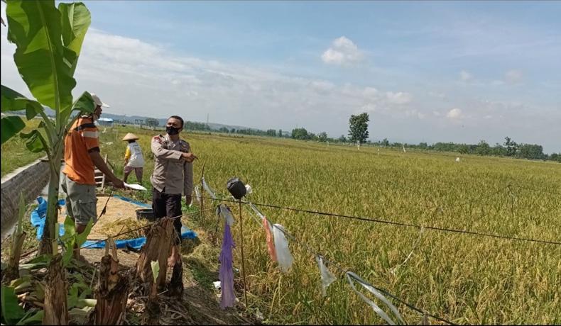 Kisah Bripka Agus Sugiyono, Mantan Anggota Brimob Jadi Pengusir Burung di Sawah