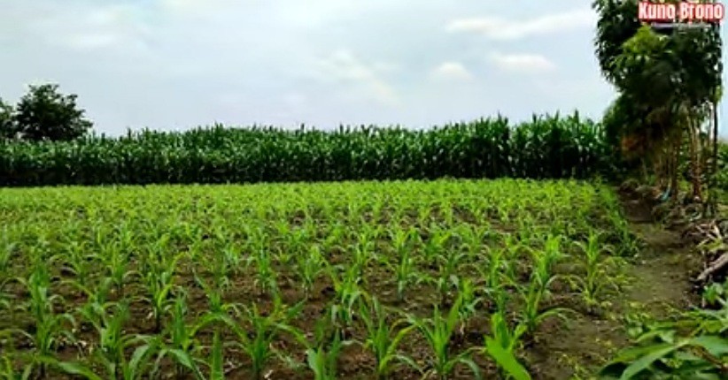 Viral Ditemukan Bekas Candi di Ladang Jagung, Dihuni Ular dan Muncul Benda Pusaka