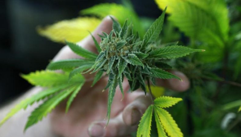 Artis Sinetron Ditangkap di Bali Terkait Ganja