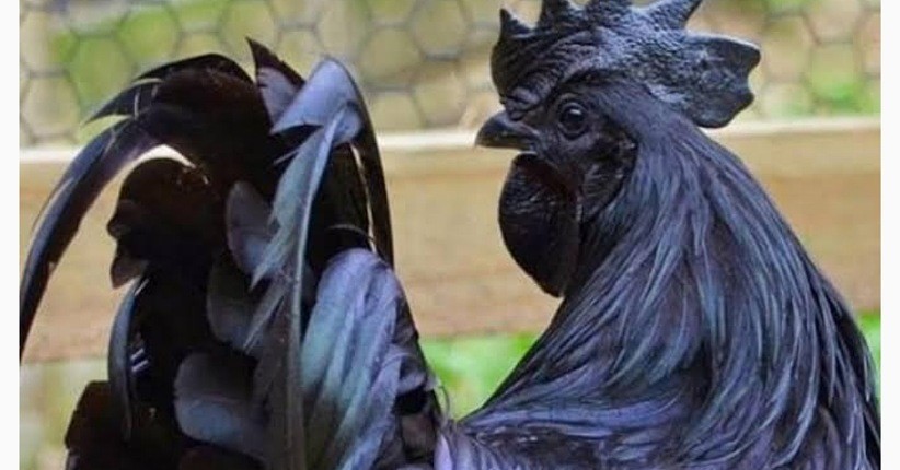 5 Misteri Ayam Cemani yang Menakutkan, Nomor 3 Darahnya Bisa Bikin Kebal