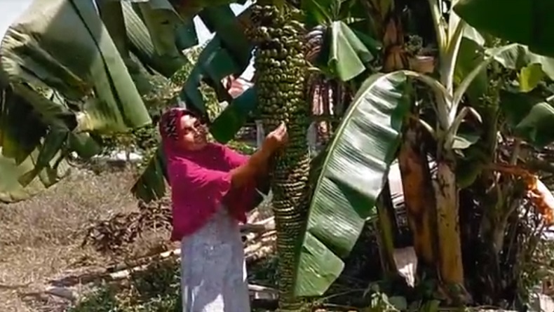 Unik, Pisang di Madina Hasilkan Seribu Buah 1 Tandan