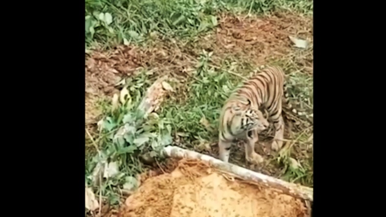 Harimau di Pasaman Adang Eksavator, Dedi Mulyadi: Bukti Lingkungan Rusak