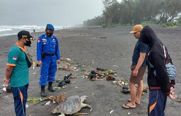 Seekor Penyu Ditemukan Mati di Pantai Cangkring Bantul, Ada Sampah Plastik pada Mulutnya