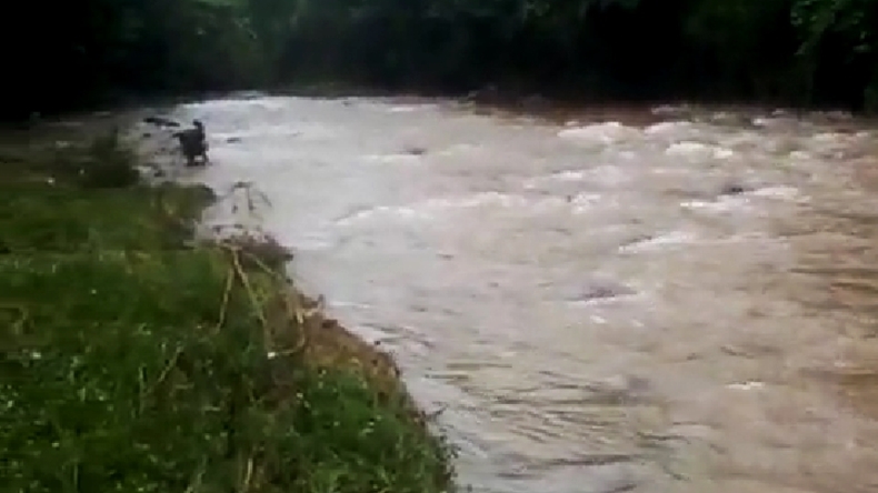 Seberangi Sungai Bareng 3 Sapi, Warga Way Kanan Hilang Terseret Arus